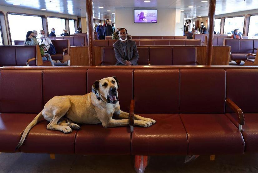 Gezgin köpek Boji dünya gündeminde