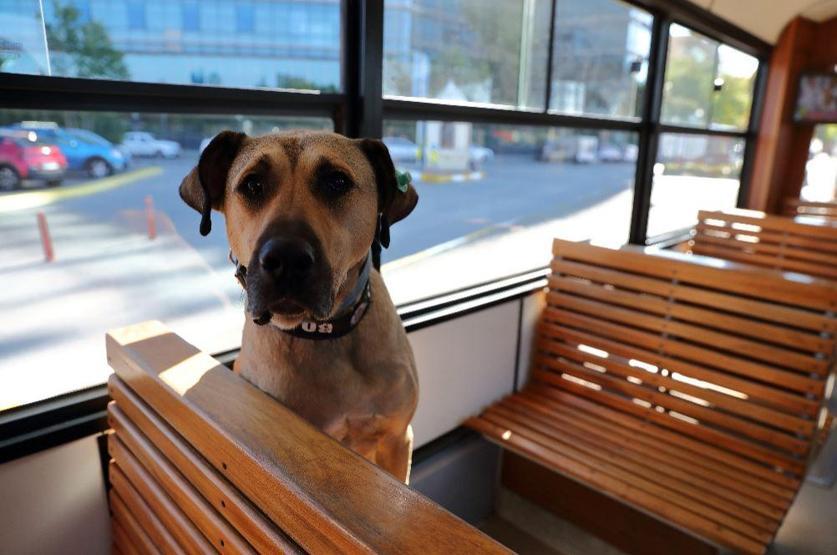 Gezgin köpek Boji dünya gündeminde