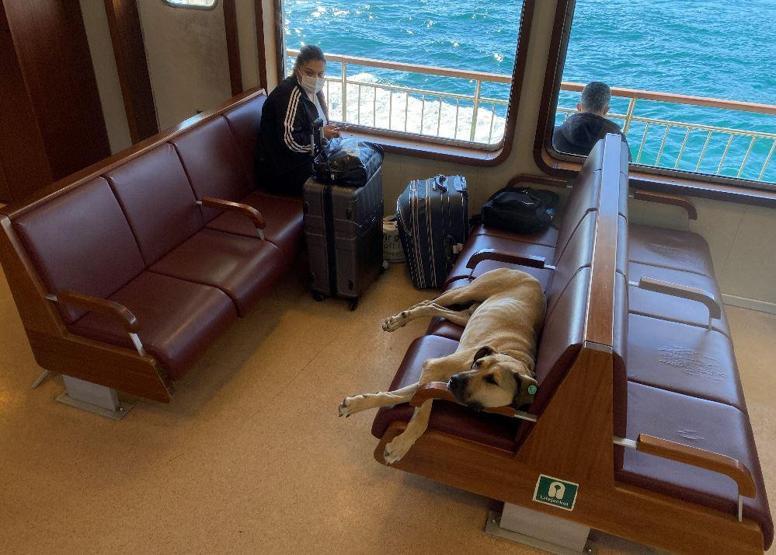 Gezgin köpek Boji dünya gündeminde