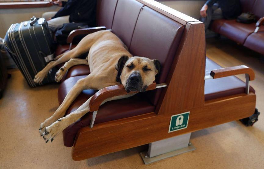 Gezgin köpek Boji dünya gündeminde