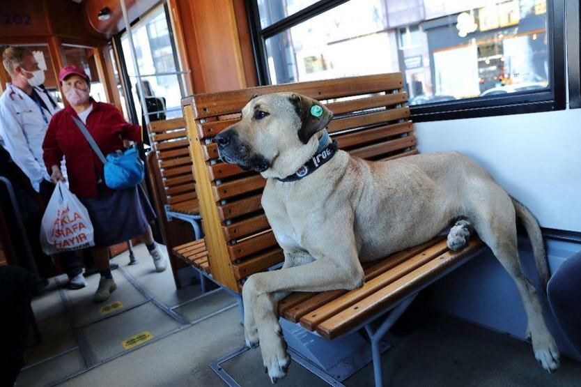 Gezgin köpek Boji dünya gündeminde