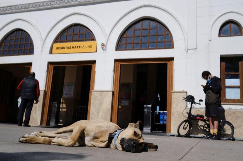 Gezgin köpek Boji dünya gündeminde