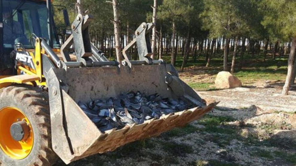 Gökyüzünden ölü kuşlar yağdı Korkutan uyarı: Türkiyeye hastalık taşıyabilir