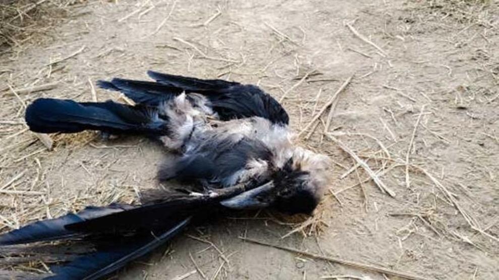 Gökyüzünden ölü kuşlar yağdı Korkutan uyarı: Türkiyeye hastalık taşıyabilir