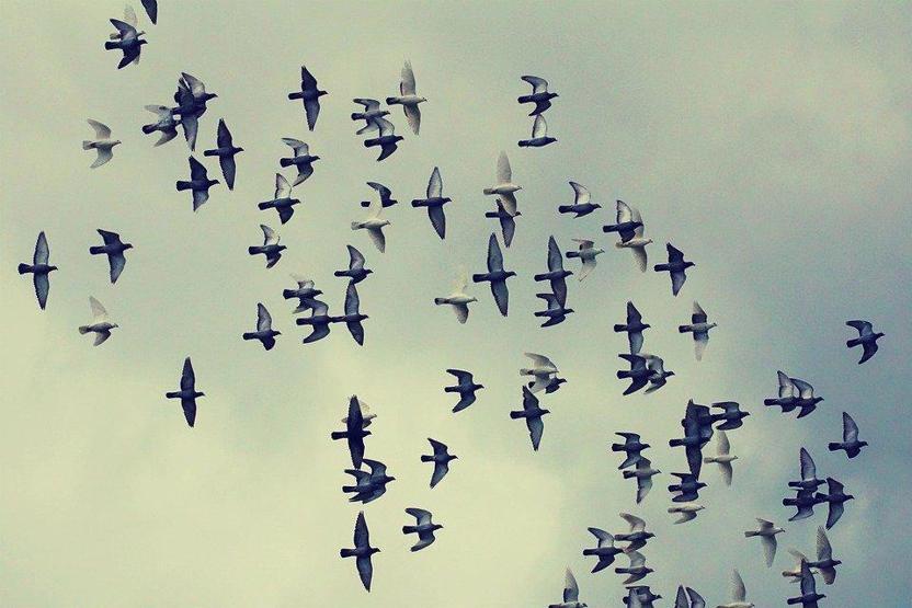 Gökyüzünden ölü kuşlar yağdı Korkutan uyarı: Türkiyeye hastalık taşıyabilir