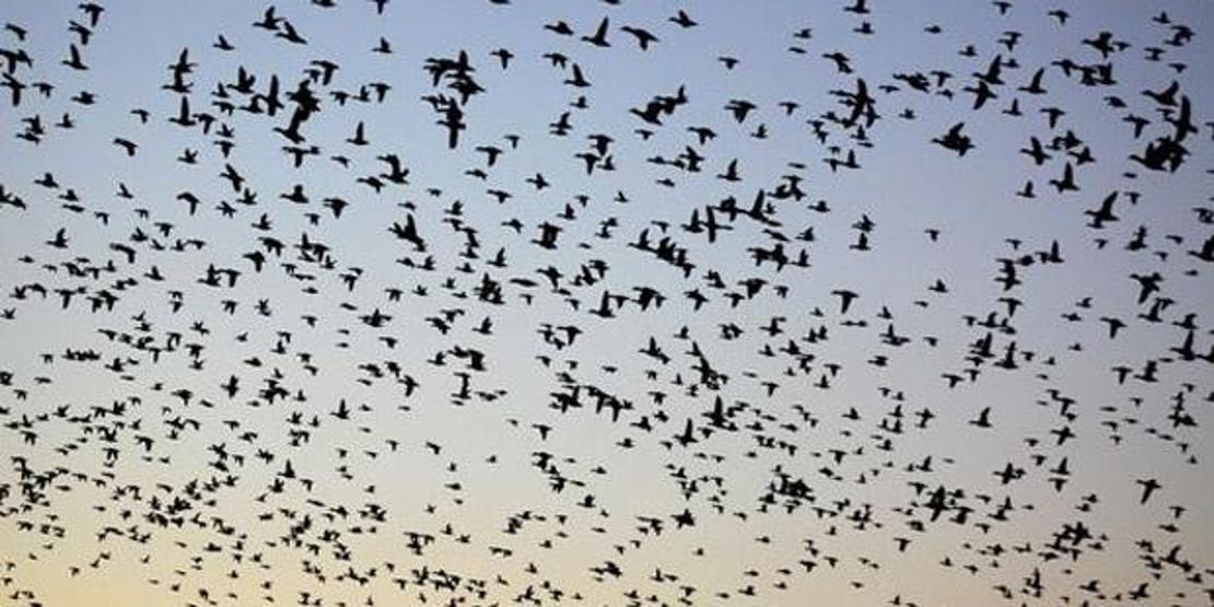 Gökyüzünden ölü kuşlar yağdı Korkutan uyarı: Türkiyeye hastalık taşıyabilir