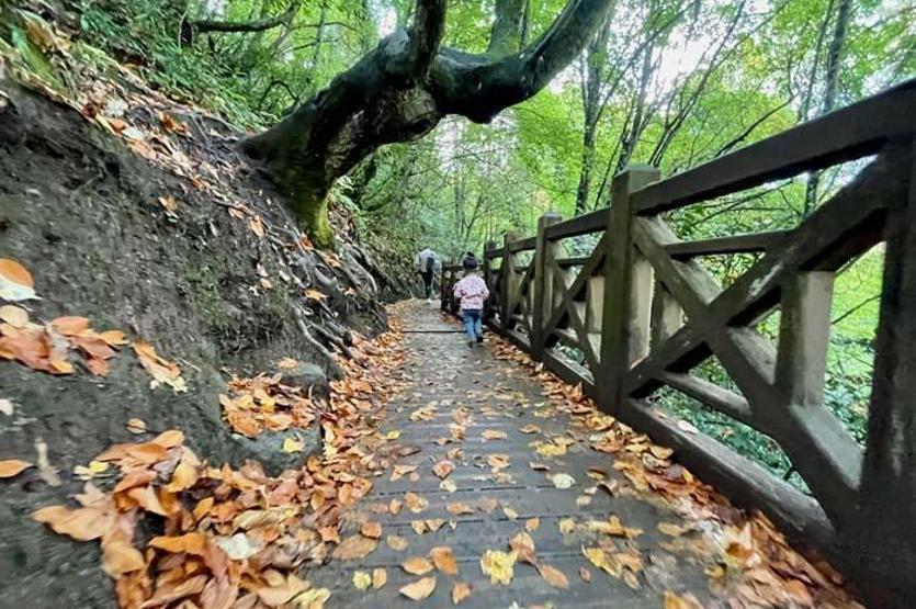 Düzcedeki Aydınpınar Şelalesi Tabiat Parkında sonbahar güzelliği