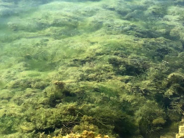 Göllerde çürüme felaketi: Siyonobakteri istilası