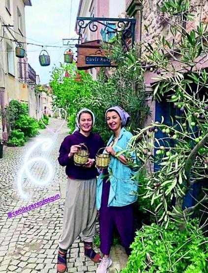 Burcu Biricik zeytin topladı