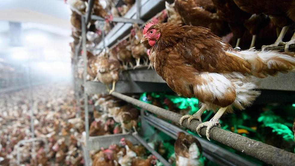 Bilim insanlarından daha ölümcül pandemi uyarısı: En az sekiz kuş gribi türü dünyada dolaşıyor