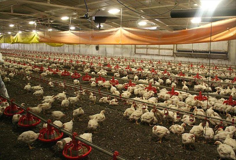 Bilim insanlarından daha ölümcül pandemi uyarısı: En az sekiz kuş gribi türü dünyada dolaşıyor