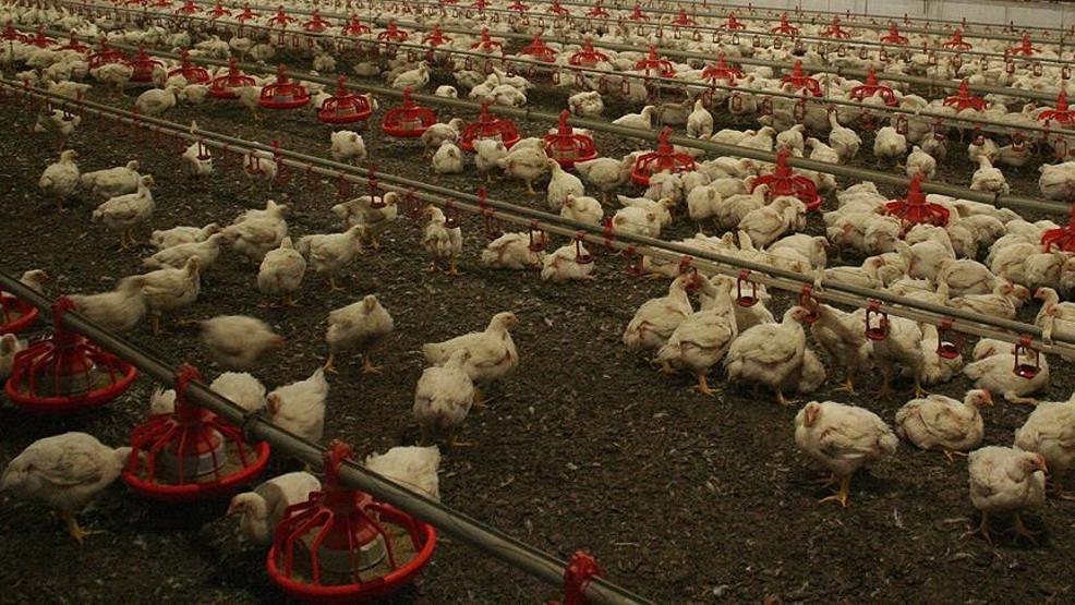 Bilim insanlarından daha ölümcül pandemi uyarısı: En az sekiz kuş gribi türü dünyada dolaşıyor