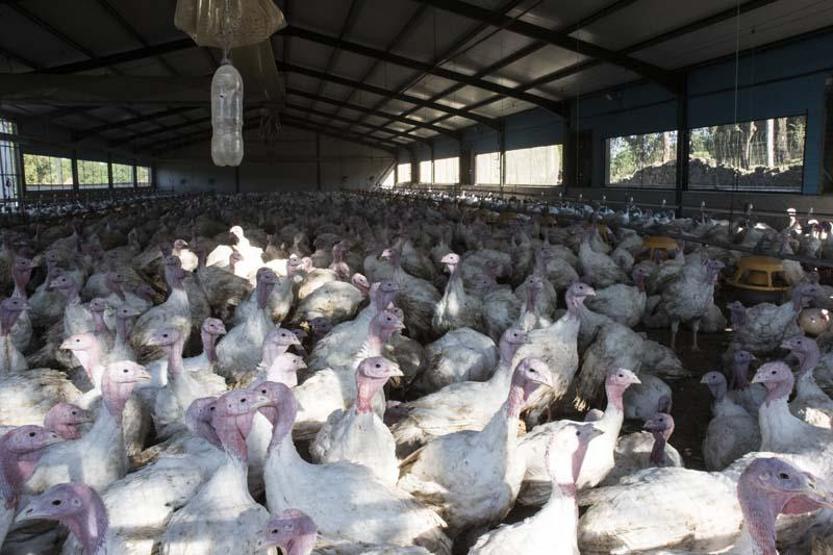 Bilim insanlarından daha ölümcül pandemi uyarısı: En az sekiz kuş gribi türü dünyada dolaşıyor