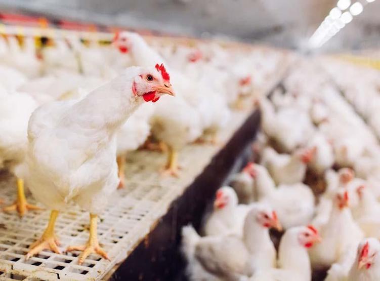 Bilim insanlarından daha ölümcül pandemi uyarısı: En az sekiz kuş gribi türü dünyada dolaşıyor