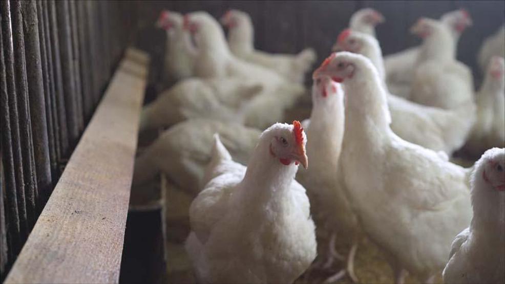 Bilim insanlarından daha ölümcül pandemi uyarısı: En az sekiz kuş gribi türü dünyada dolaşıyor