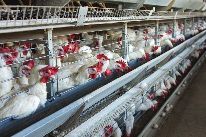 Bilim insanlarından daha ölümcül pandemi uyarısı: En az sekiz kuş gribi türü dünyada dolaşıyor