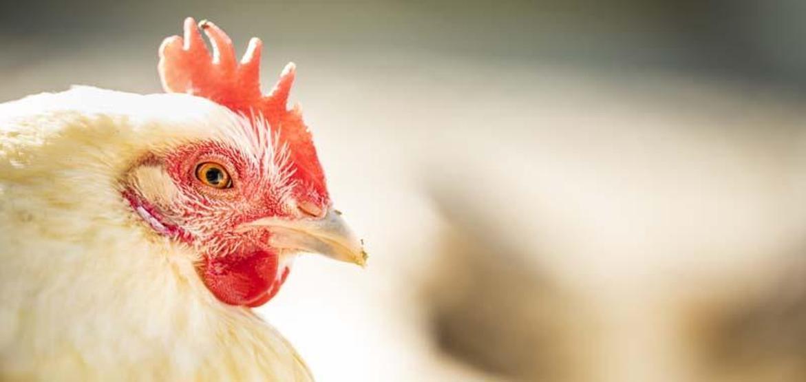 Bilim insanlarından daha ölümcül pandemi uyarısı: En az sekiz kuş gribi türü dünyada dolaşıyor