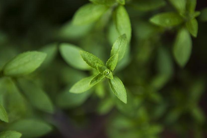 Geleceğin bitkisi: Stevia