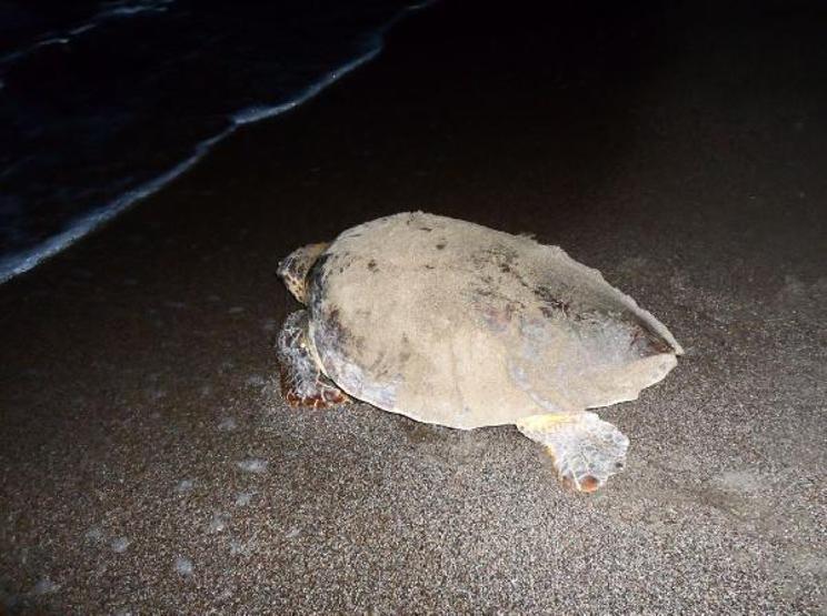 Koruma çalışmaları sonuç verdi; 543 bin 704 yavru caretta caretta denizle buluştu