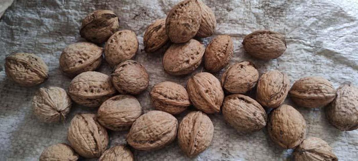 Ballı cevizli köme nasıl yapılır Karsta kadınlar imeceyle ballı köme yapımına başladı