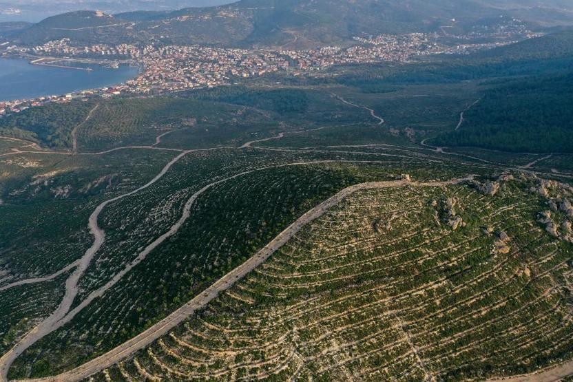 Foça, yangından 4 yıl sonra yeniden yeşerdi