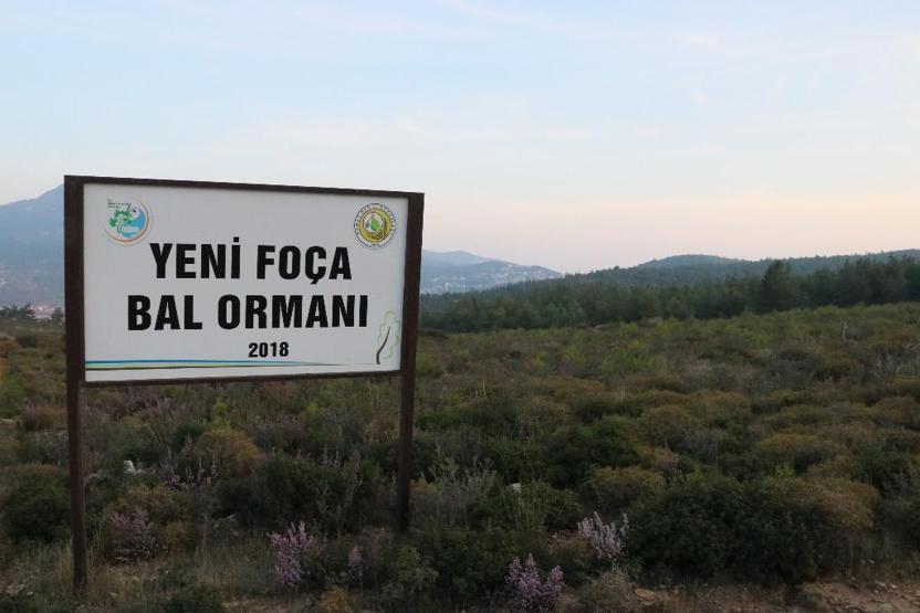 Foça, yangından 4 yıl sonra yeniden yeşerdi