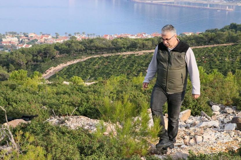Foça, yangından 4 yıl sonra yeniden yeşerdi