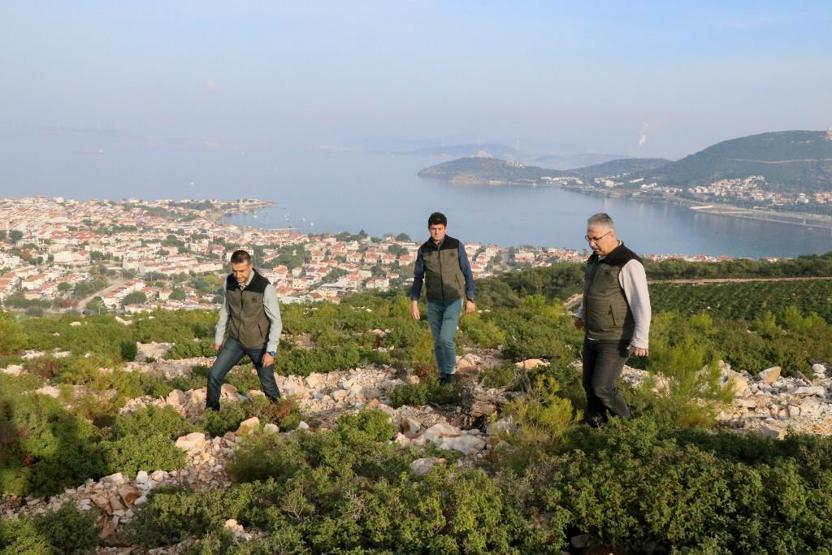 Foça, yangından 4 yıl sonra yeniden yeşerdi