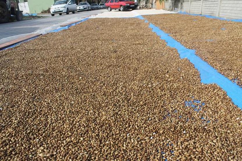 Fasulyeler cadde ve sokaklarda kurutuluyor