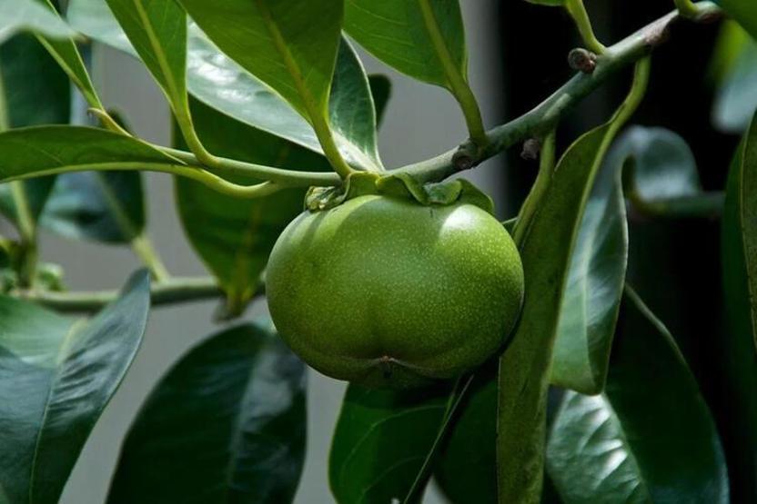Dünyanın en ölümcül ağacı: Altında durmak bile can alabilir