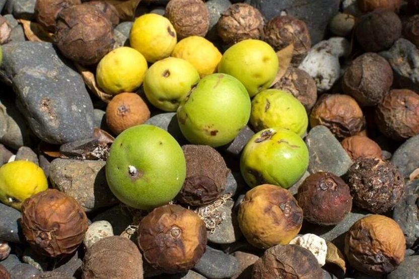 Dünyanın en ölümcül ağacı: Altında durmak bile can alabilir