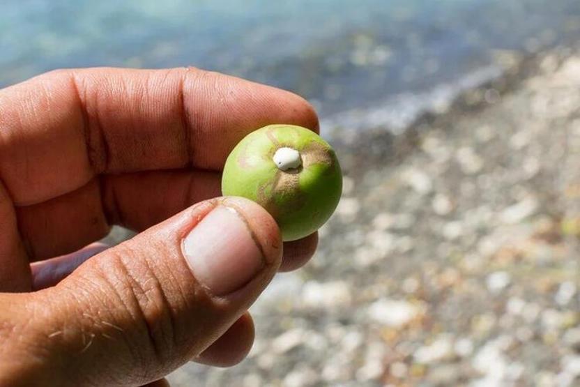 Dünyanın en ölümcül ağacı: Altında durmak bile can alabilir