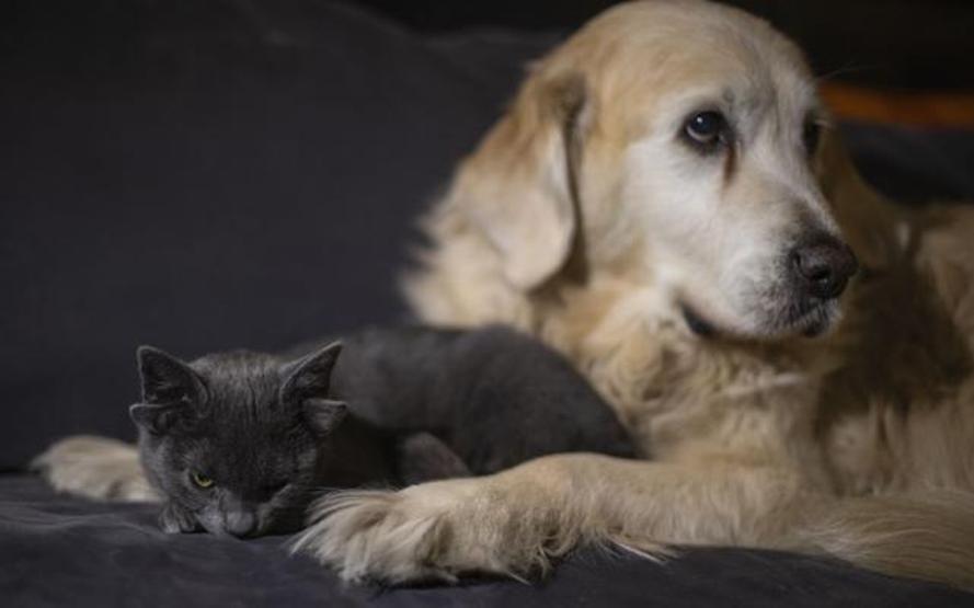 Görenler şaştı kaldı Dört kulaklı kedi Midas