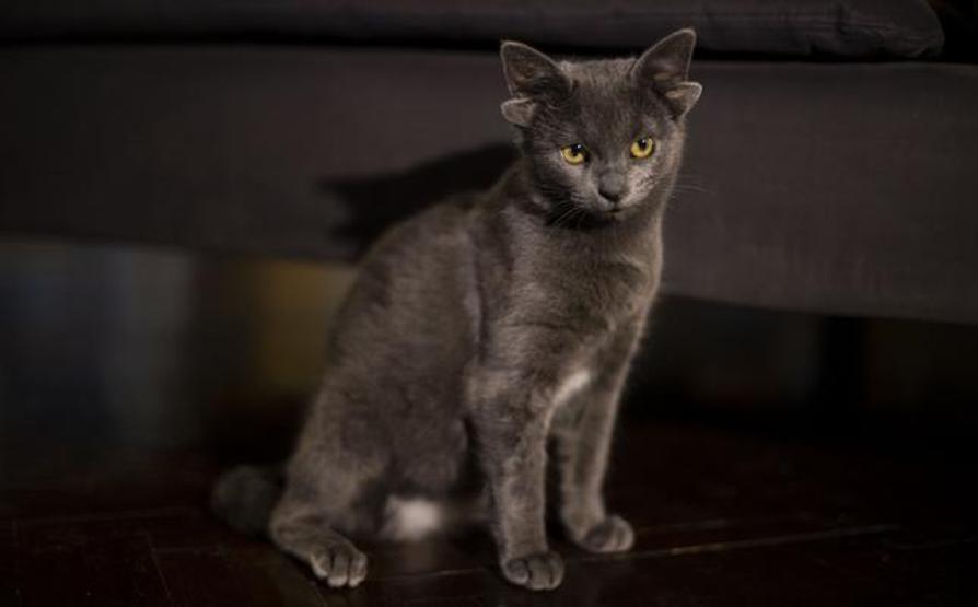 Görenler şaştı kaldı Dört kulaklı kedi Midas