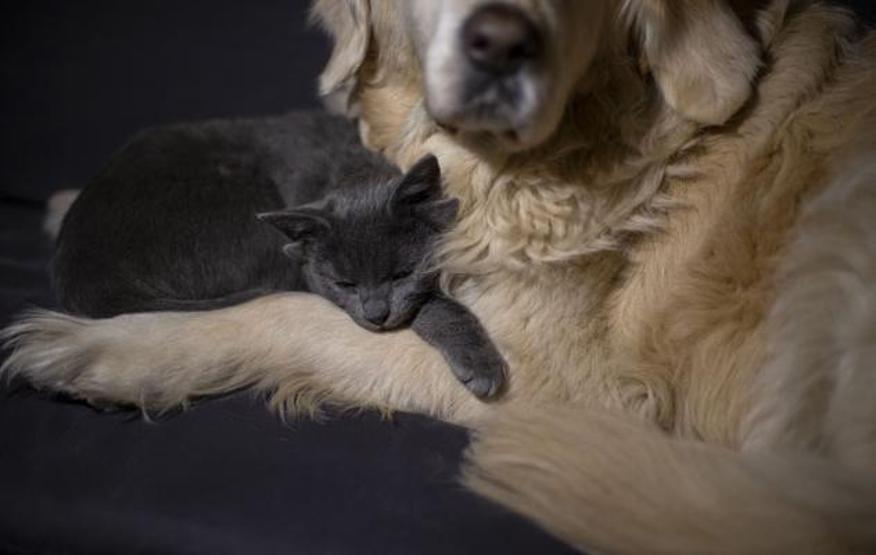 Görenler şaştı kaldı Dört kulaklı kedi Midas