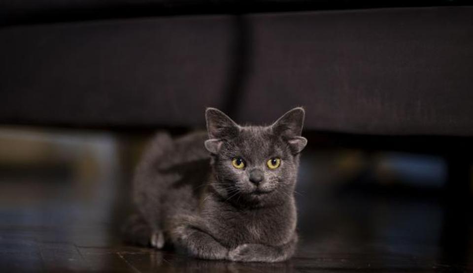 Görenler şaştı kaldı Dört kulaklı kedi Midas
