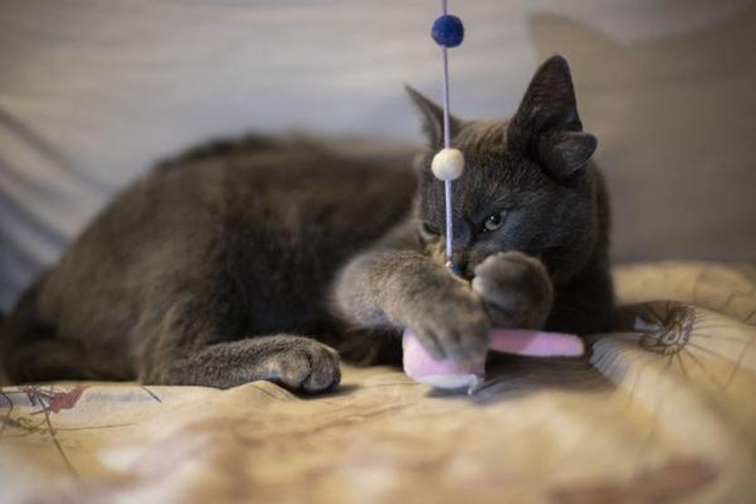 Görenler şaştı kaldı Dört kulaklı kedi Midas