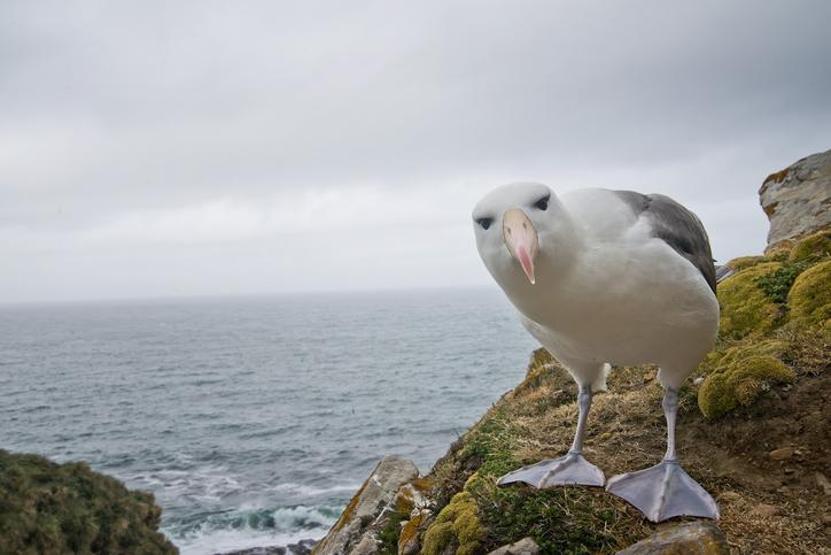 İklim krizi nedeniyle albatrosların boşanma oranı arttı