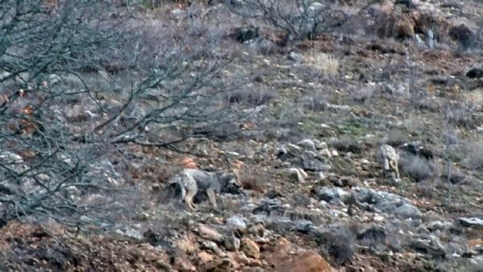 Aç kalan kurtlar karlı zirvelerden indi