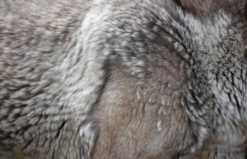 Kangal köpekleri, kışlık zırhlarını giyiyor