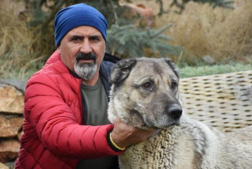 Kangal köpekleri, kışlık zırhlarını giyiyor