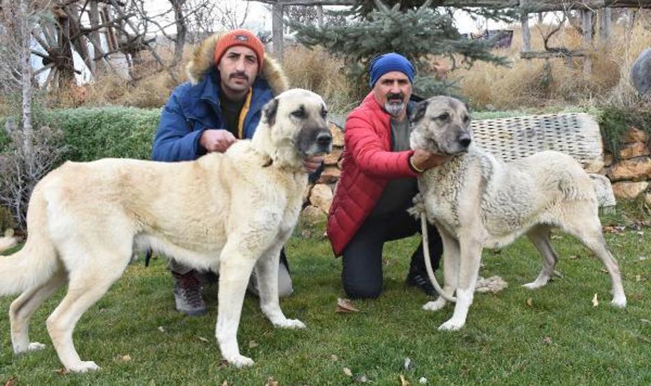 Kangal köpekleri, kışlık zırhlarını giyiyor