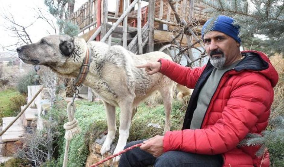 Kangal köpekleri, kışlık zırhlarını giyiyor