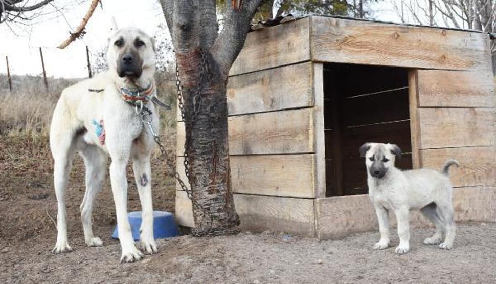 Kangal köpekleri, kışlık zırhlarını giyiyor