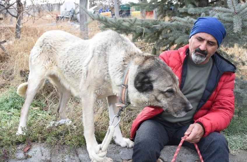 Kangal köpekleri, kışlık zırhlarını giyiyor
