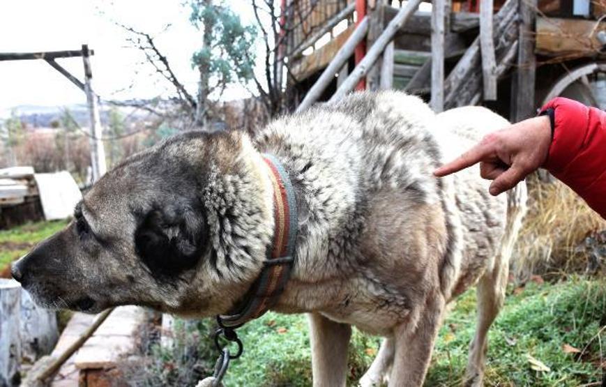 Kangal köpekleri, kışlık zırhlarını giyiyor