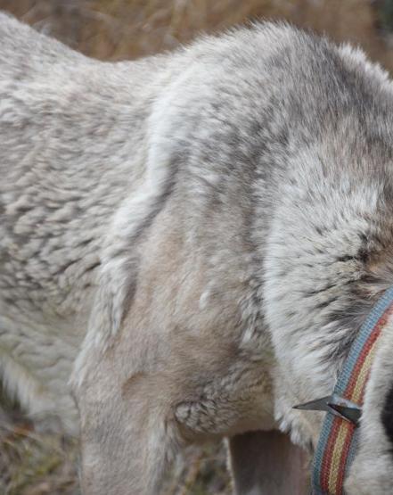Kangal köpekleri, kışlık zırhlarını giyiyor