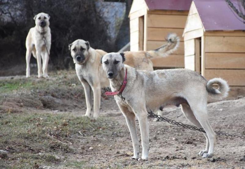 Kangal köpekleri, kışlık zırhlarını giyiyor
