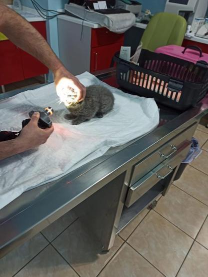 Eşine kızıp kediyi duvara fırlatan kocaya 1500 TL ceza