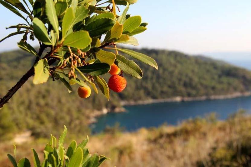 Tabiattaki binlerce yıllık şifa iksirleri